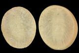 Fossil Worm (Hystriciola) - Illinois #120948-1